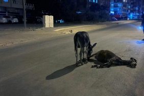 eşek